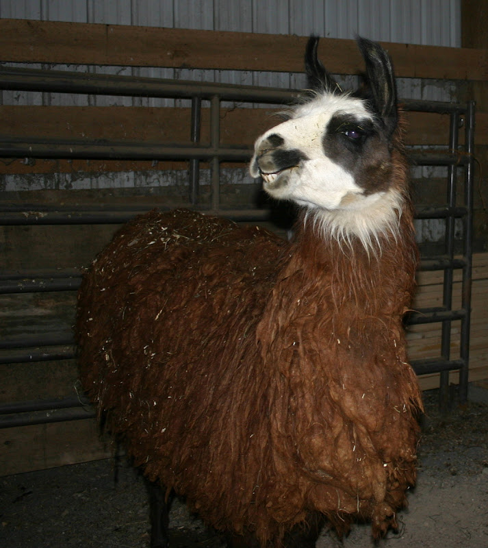 Northeast Llama Rescue The Montana Llamas are here